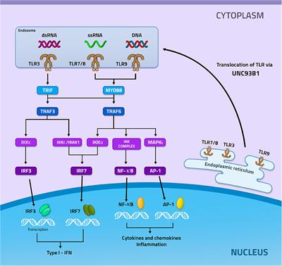 Intracellular PRRs Activation in Targeting the Immune Response Against Fungal Infections